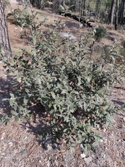 Quercus grisea