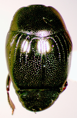 Geomysaprinus moniliatus