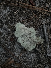 Cladonia evansii