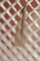 Trichocera annulata