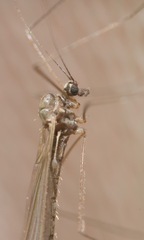 Trichocera annulata