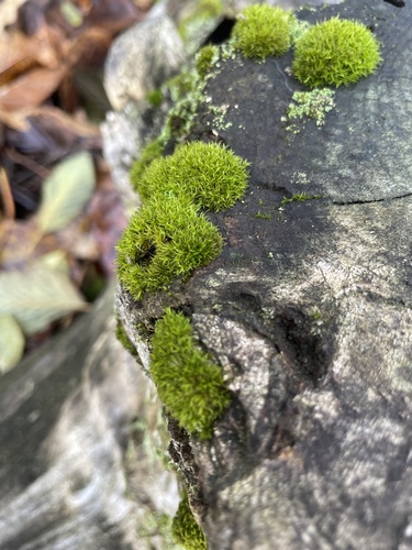 Dicranoweisia cirrata
