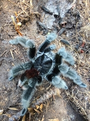 Grammostola