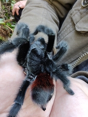Grammostola