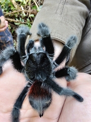 Grammostola