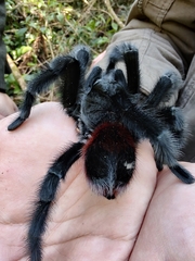 Grammostola