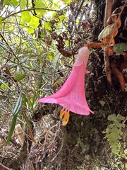 Philesia magellanica