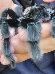 Grammostola