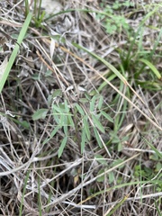 Desmanthus velutinus