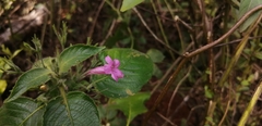 Ruellia inundata