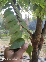 Phyllanthus acidus