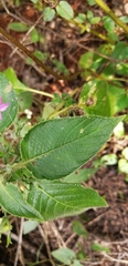 Ruellia inundata