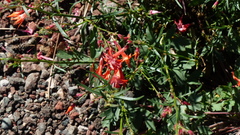 Ipomopsis aggregata formosissima