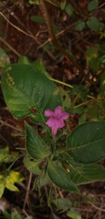Ruellia inundata