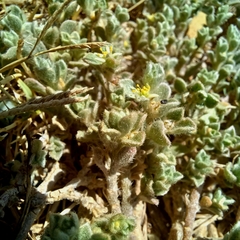 Aizoon pubescens
