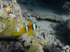 Amphiprion bicinctus
