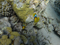 Amphiprion bicinctus