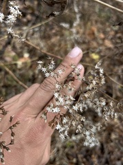 Eupatorium serotinum