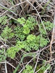 Daucus
