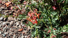 Ipomopsis aggregata formosissima