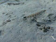 Parapercis hexophtalma