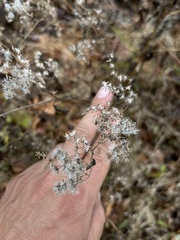 Eupatorium serotinum