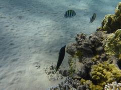 Gomphosus klunzingeri