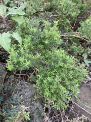 Galium catalinense acrispum