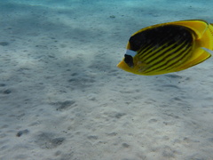 Chaetodon fasciatus