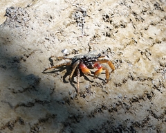 Goniopsis pulchra