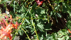 Ipomopsis aggregata formosissima