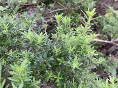 Galium catalinense acrispum
