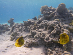 Chaetodon fasciatus