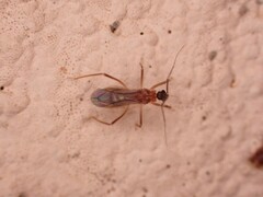 Oncerotrachelus