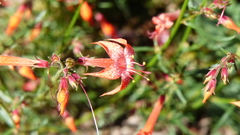 Ipomopsis aggregata formosissima