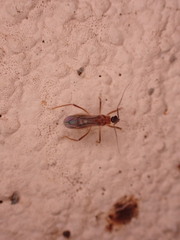 Oncerotrachelus