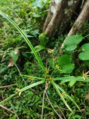 Cyperus imbricatus
