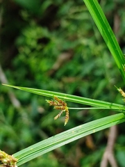Cyperus imbricatus