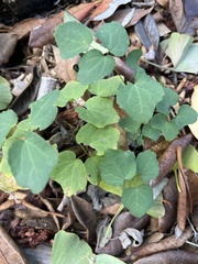 Vancouveria hexandra