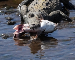 Siluriformes
