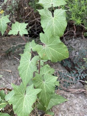 Calystegia macrostegia amplissima