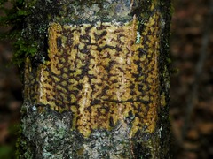 Bathelium carolinianum