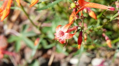 Ipomopsis aggregata formosissima