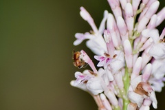 Tetragonula melanocephala
