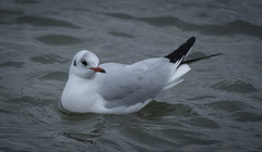 Chroicocephalus ridibundus