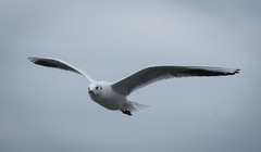 Chroicocephalus ridibundus