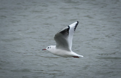 Chroicocephalus ridibundus