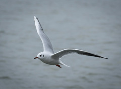 Chroicocephalus ridibundus