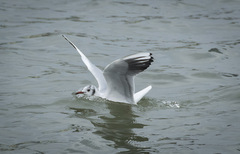 Chroicocephalus ridibundus