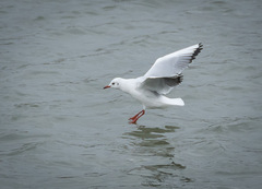 Chroicocephalus ridibundus